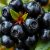 Aronia: zdrowotne korzyści, zastosowanie i przeciwwskazania