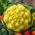 Kalafior romanesco – zdrowe warzywo pełne witamin i minerałów