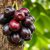 Jabuticaba – egzotyczny owoc o zdrowotnych zaletach i zastosowaniach